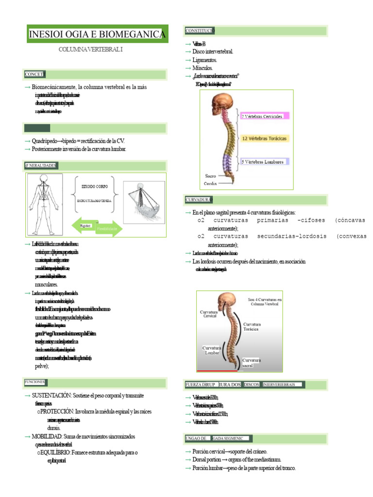Funciones y Curvaturas de la Columna Vertebral | PDF | Vértebra ...