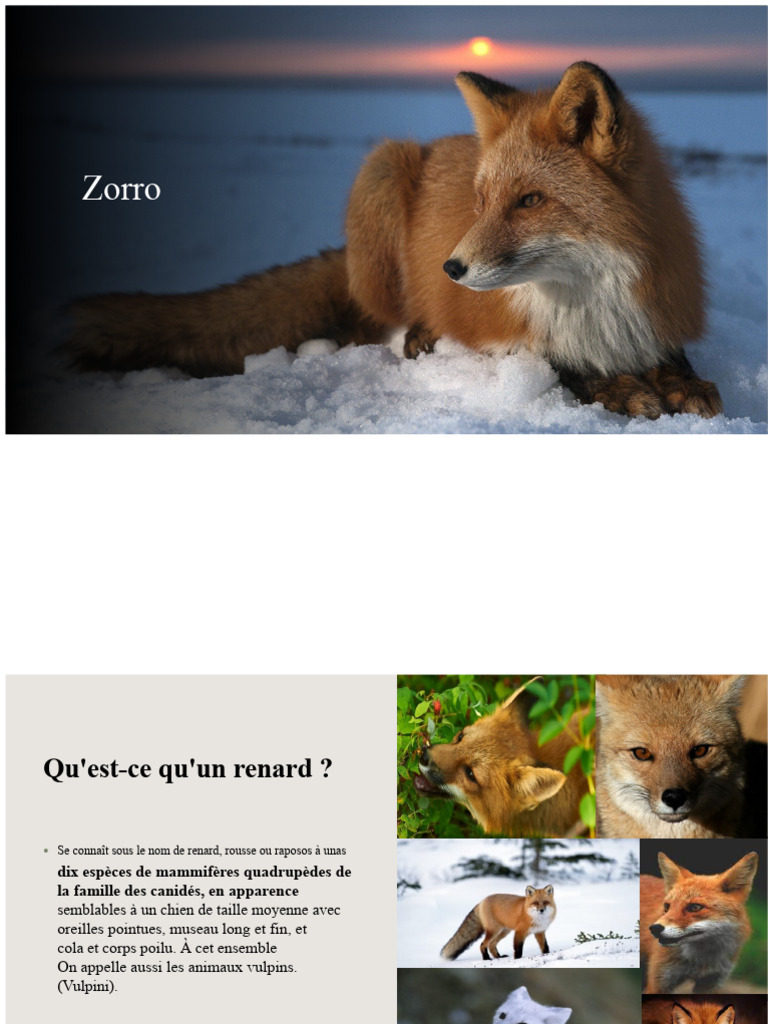 Caractéristiques et espèces de renards | PDF