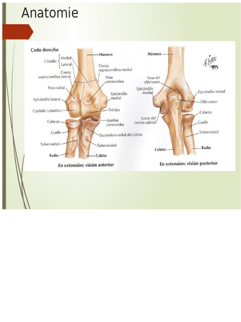 Fractures du coude : types et traitements | PDF | Anatomie humaine ...