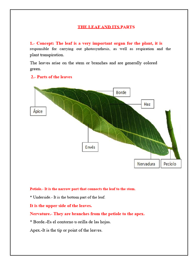 Experimenting With The Leaves Pdf Leaf Branches Of Botany