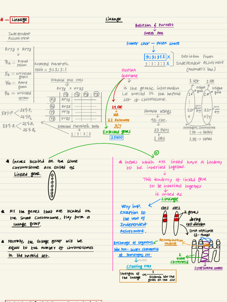 Understanding Genetic Linkage and Assortment | PDF | Genetic Linkage ...