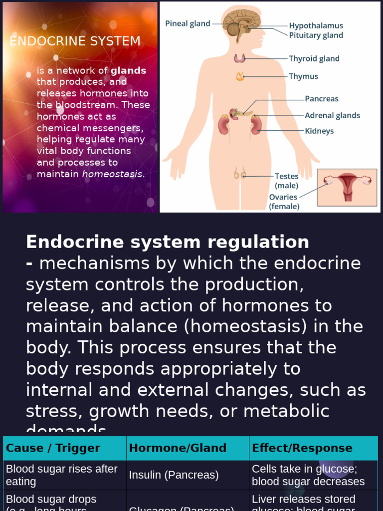 Endocrine System | PDF | Adrenal Gland | Endocrine System