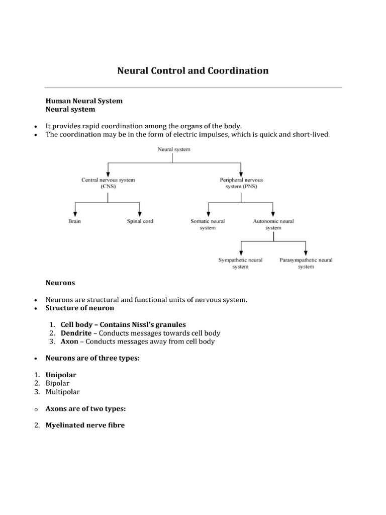 Neural Control and Coordination | PDF