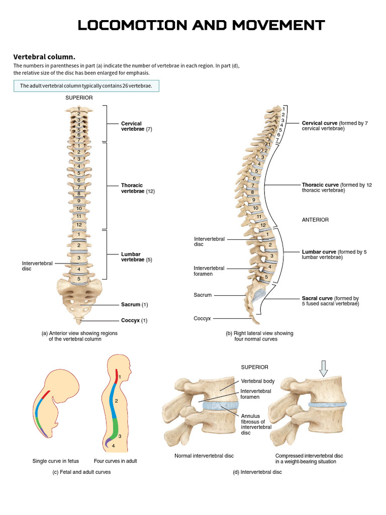 Anatomy of the Vertebral Column | PDF | Vertebra | Thorax (Human Anatomy)