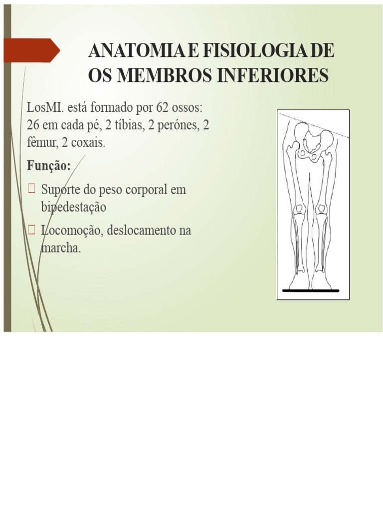 Anatomia e fisiologia dos membros inferiores | PDF | Anatomia dos ...