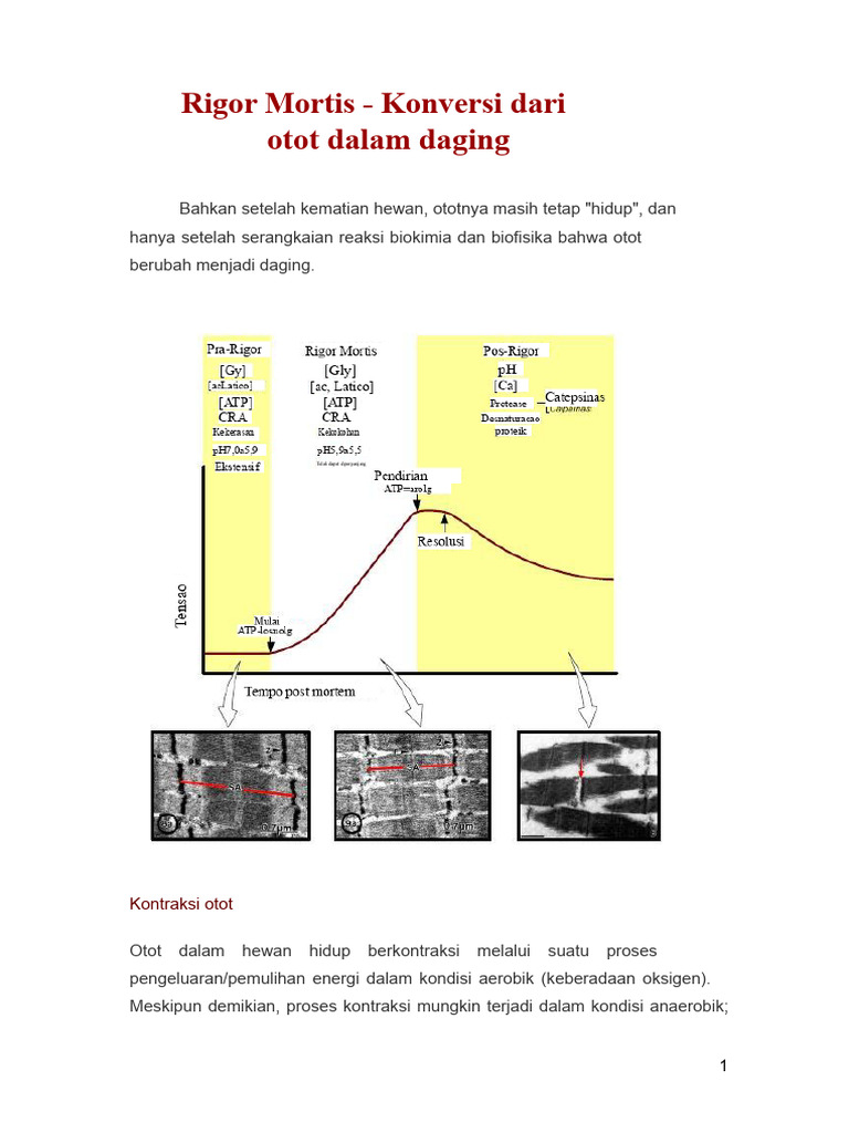 Rigor Mortis | PDF