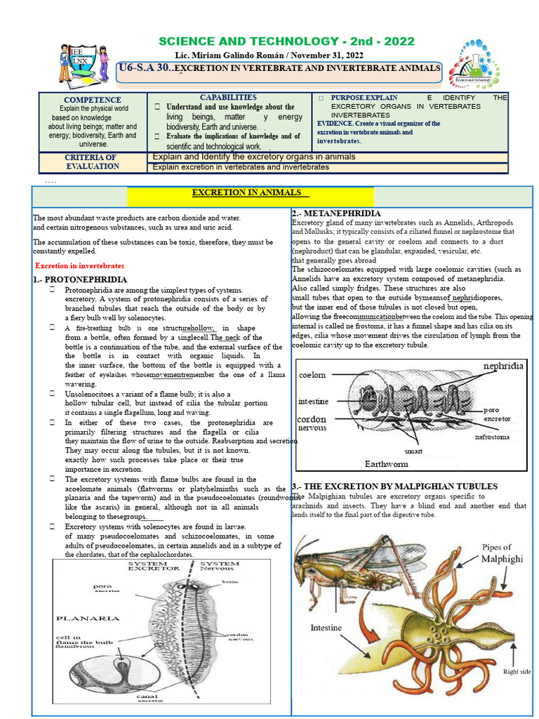 Activity 30 EXCRETION IN ANIMALS | PDF | Kidney | Excretion