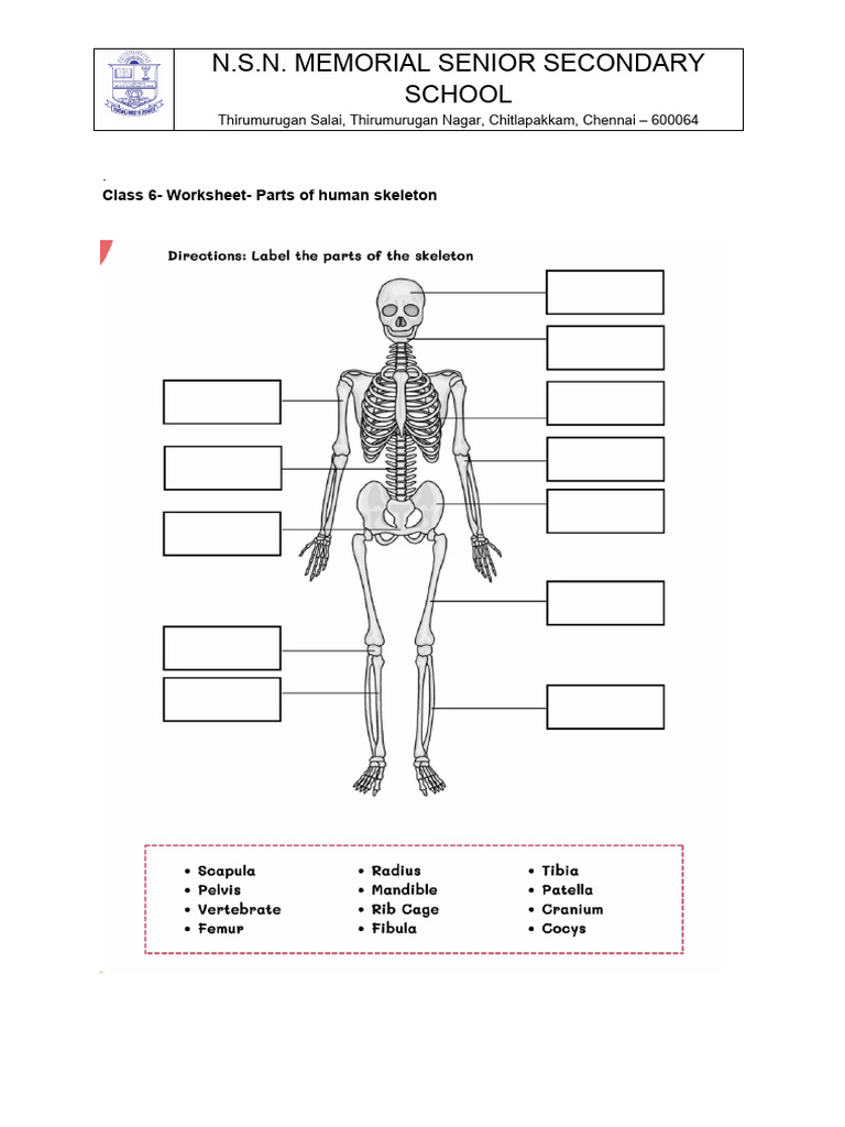 Class 6 Worksheet: Human Skeleton Parts | PDF