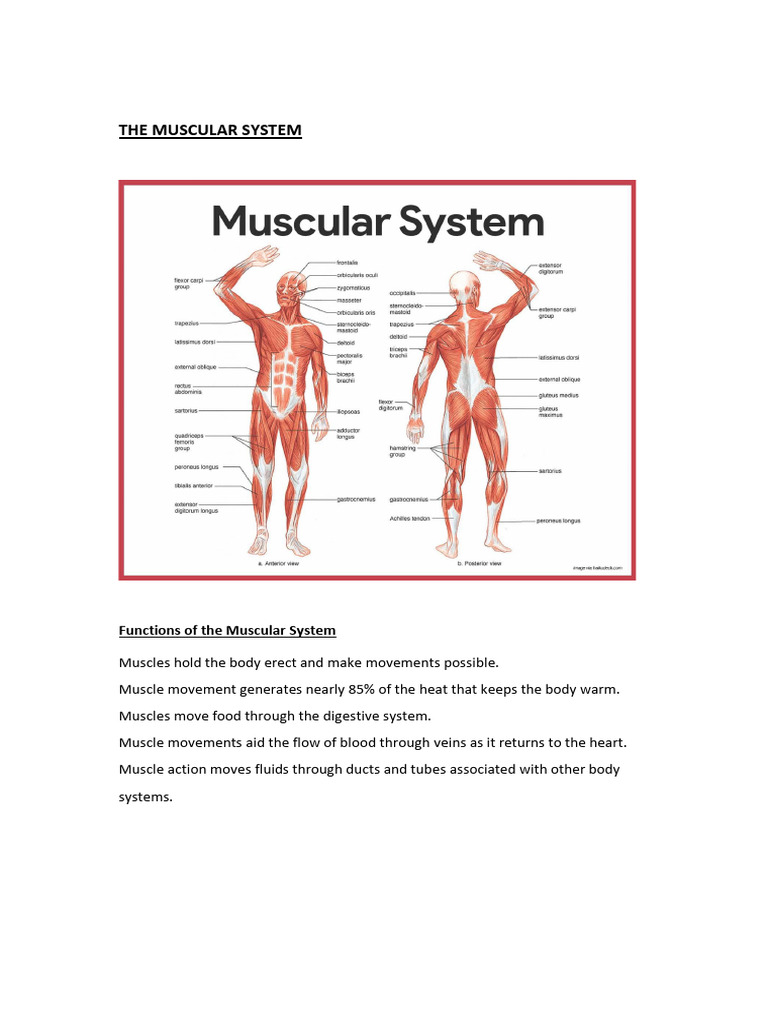 Overview of the Muscular System | PDF | Anatomical Terms Of Motion | Muscle
