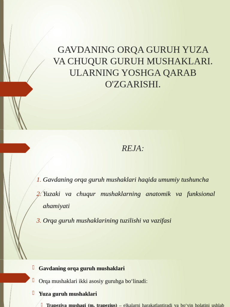 Gavdaning Orqa Guruh Yuza Va Chuqur Guruh Mushaklari. Ularning Yoshga ...