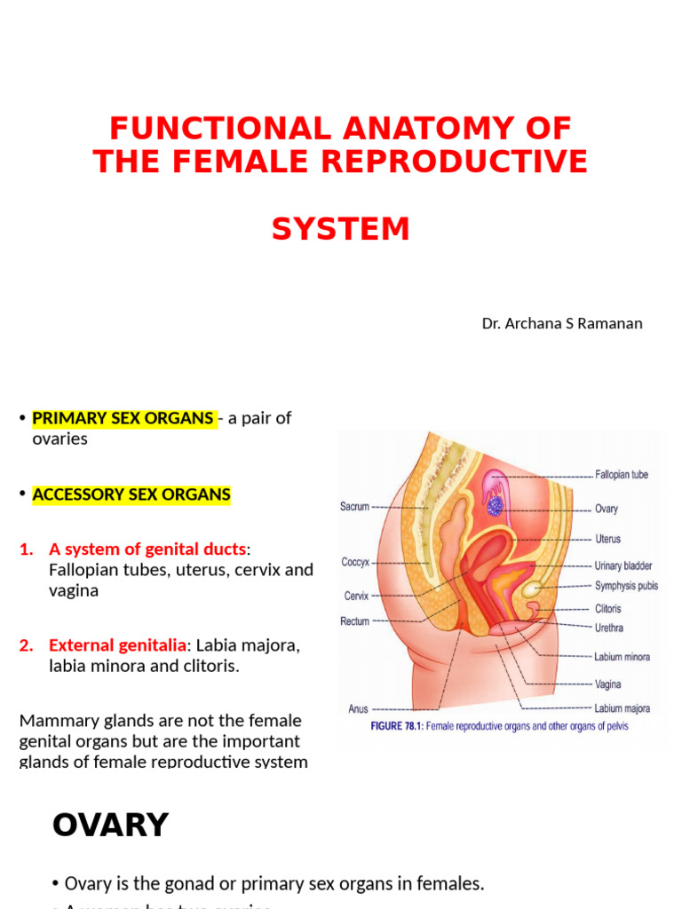 Female Reproductive System Anatomy | PDF | Ovary | Menstrual Cycle