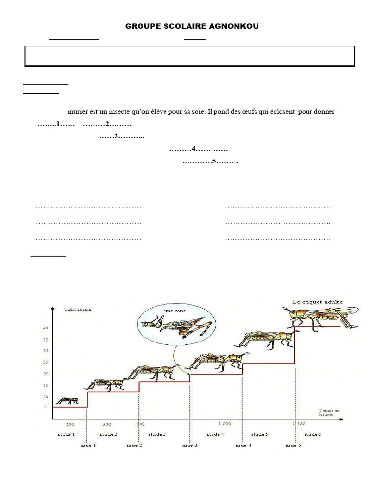 Métamorphose des Insectes en SVT | PDF | Larve | Insectes