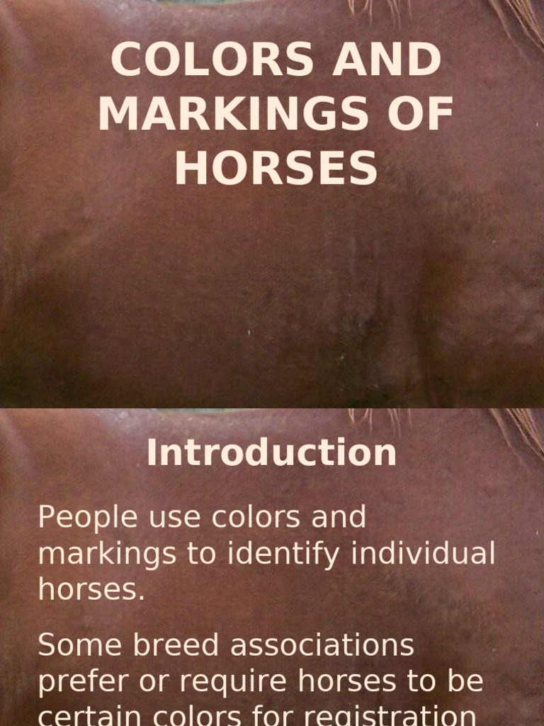 Equine Colour Markings | PDF | Animal Breeding | Color
