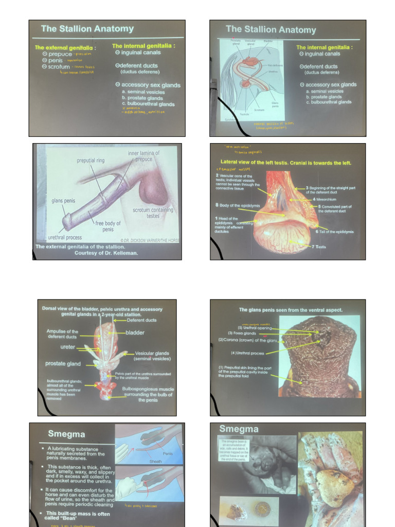 Stallion Anatomy | PDF