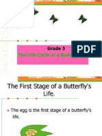 Grade 3: The Life Cycle of A Butterfly