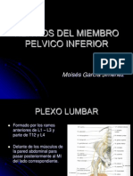 Nervios Del Miembro Pelvico Inferior