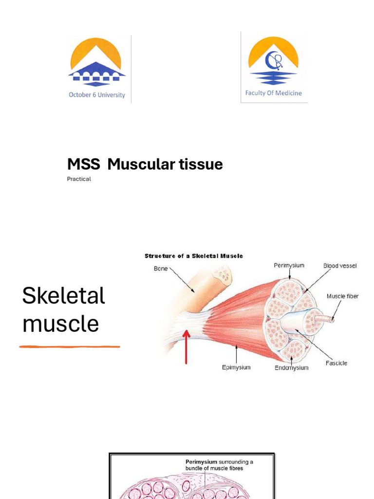 Skeletal and Smooth Muscle Anatomy | PDF