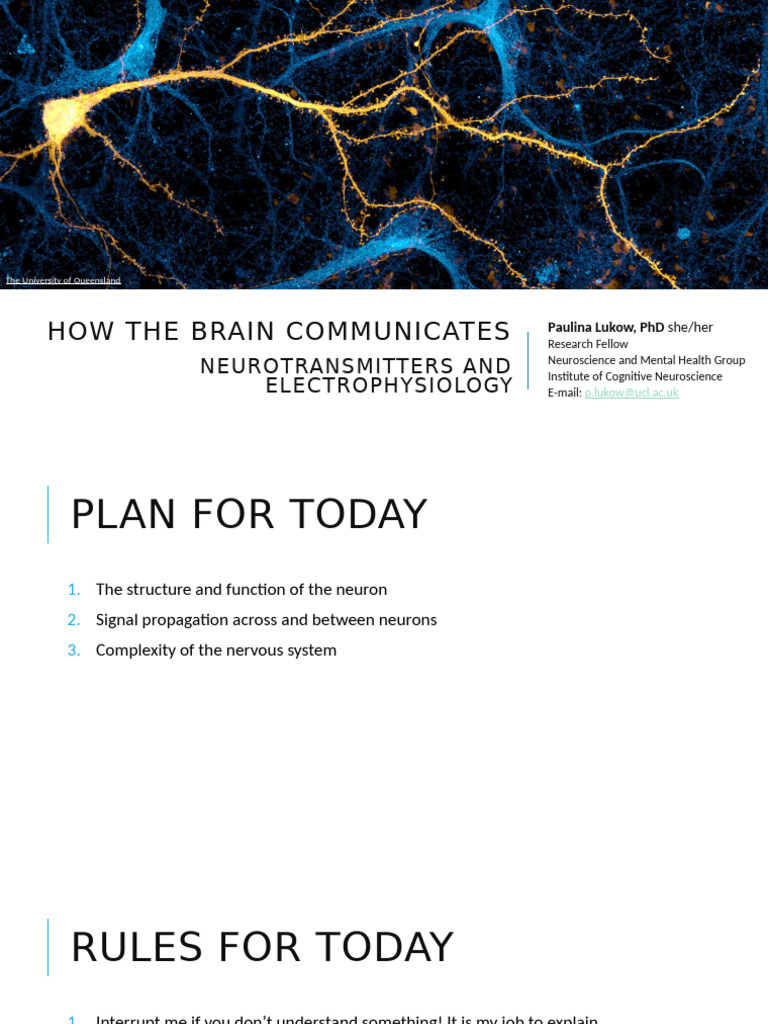 Brain Communication: Neurons & Signals | PDF | Neurotransmitter | Neuron