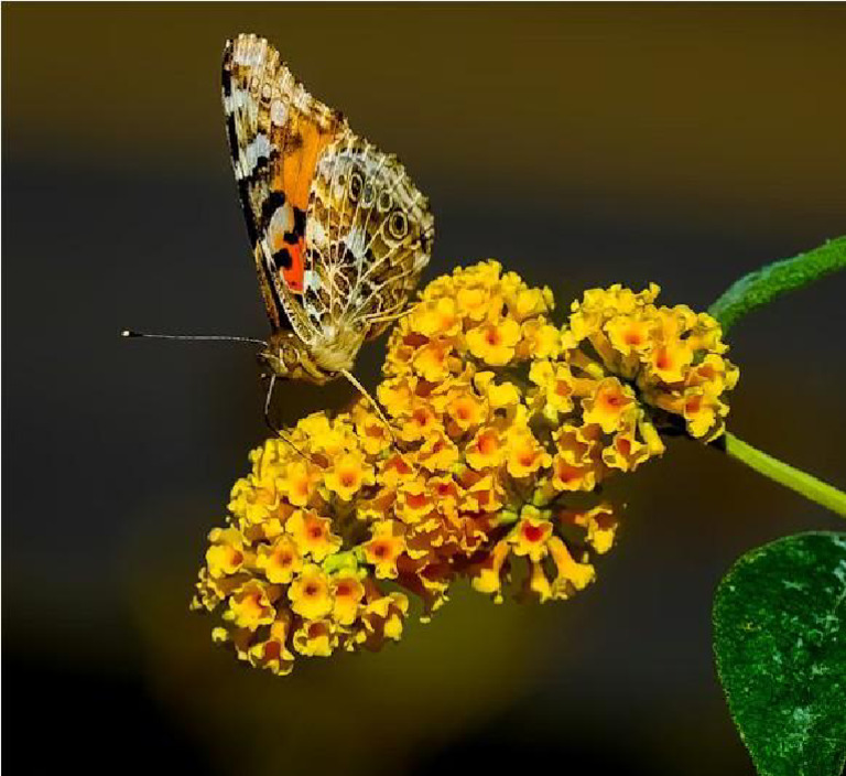 Butterfly | PDF