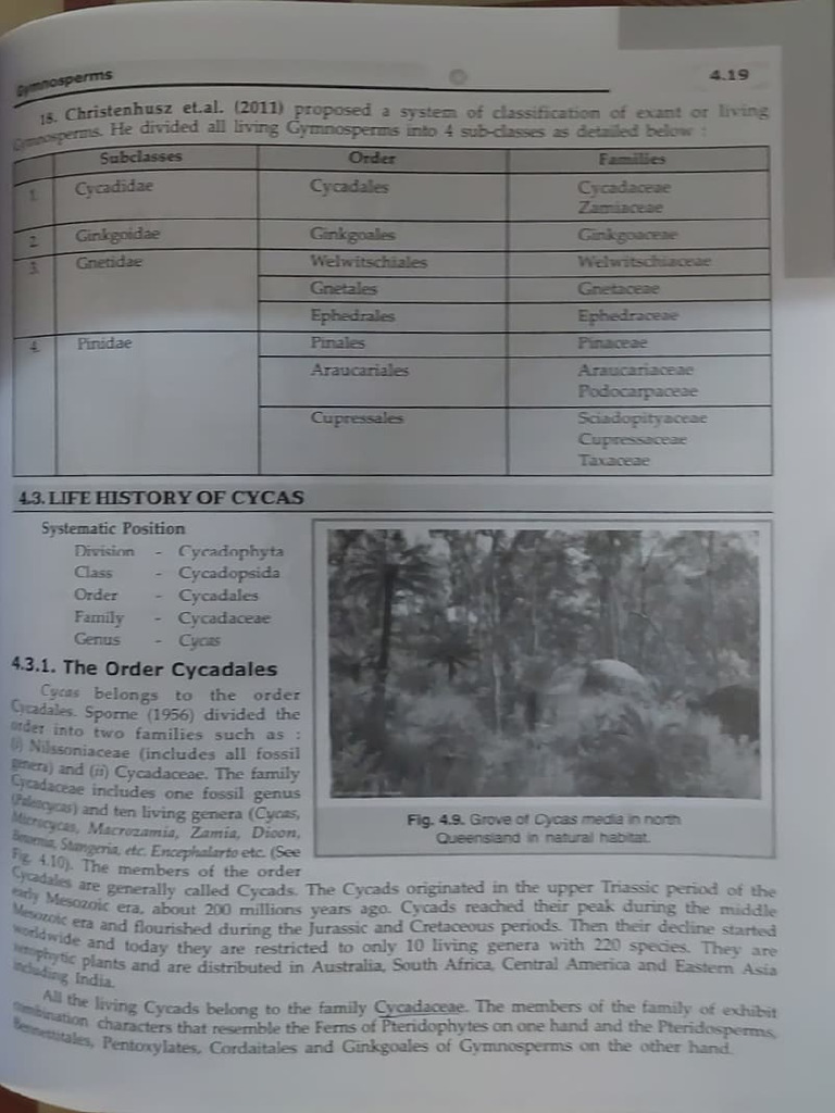 Cycas | PDF