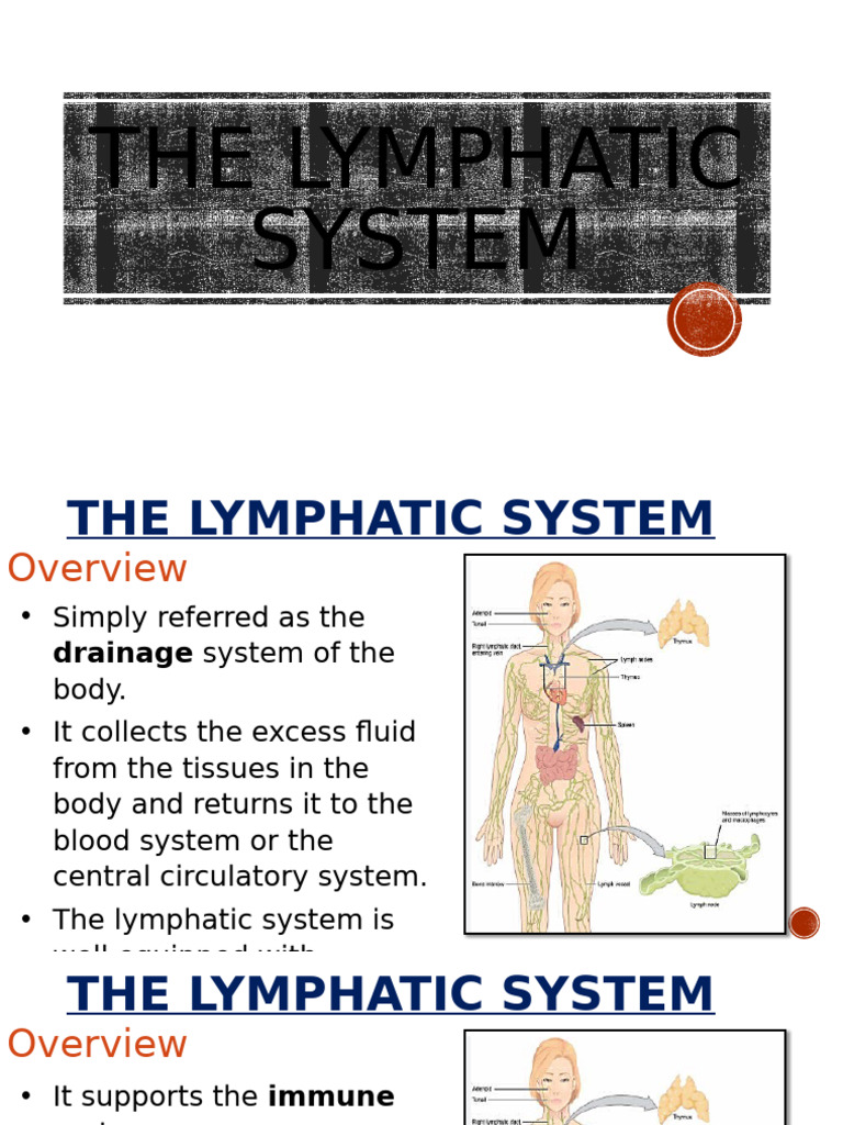 Understanding the Lymphatic System | PDF | Lymphatic System | Lymph