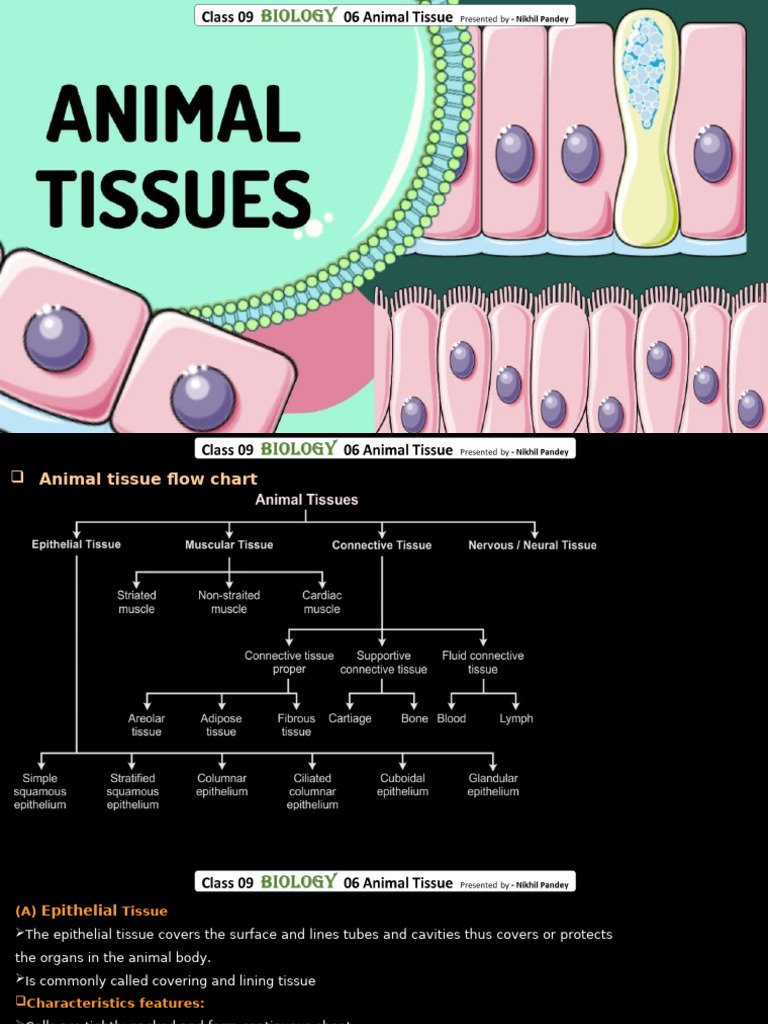 Overview of Animal Tissue Types | PDF | Epithelium | Muscle