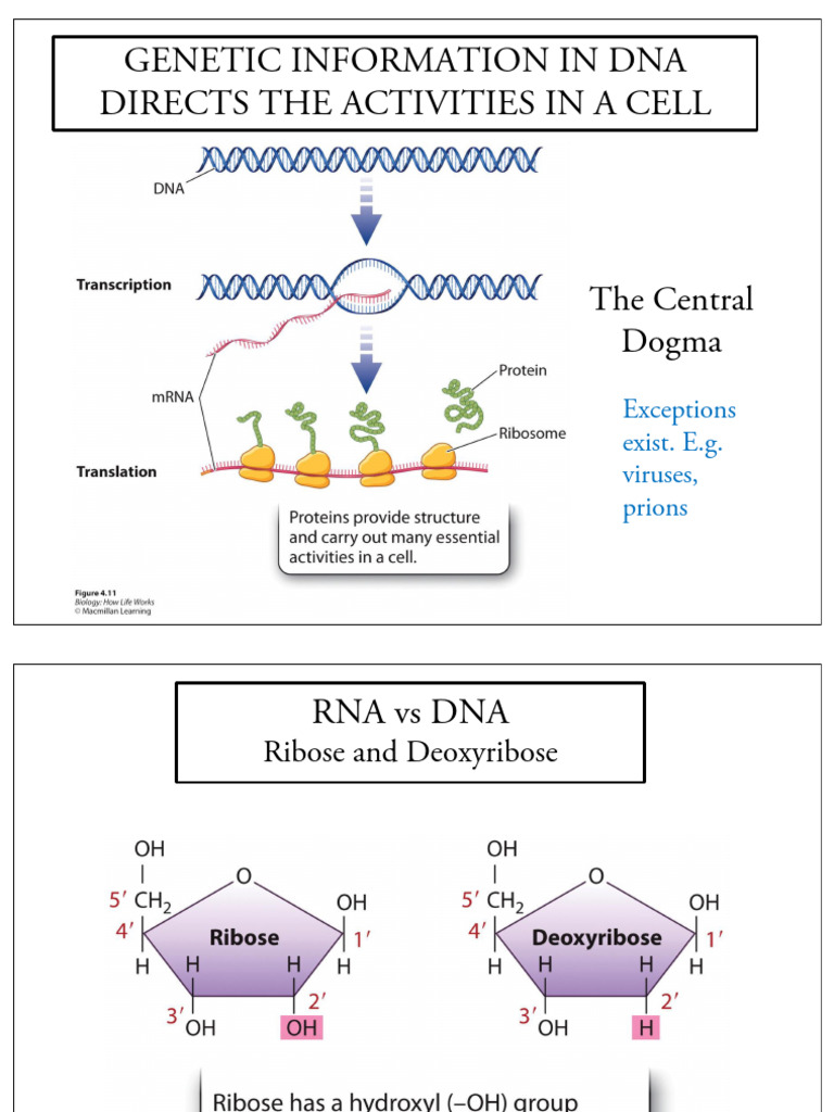Lec+4+-+A01-2025-+outline | PDF | Rna Splicing | Rna
