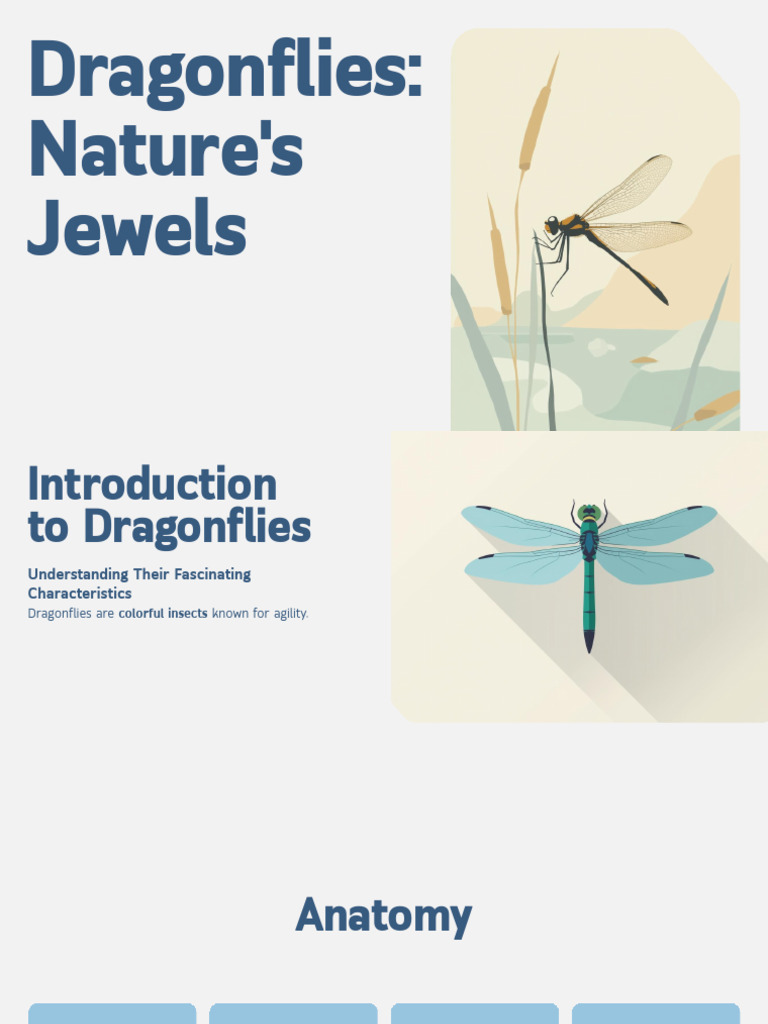 Dragonflies: Nature's Colorful Predators | PDF