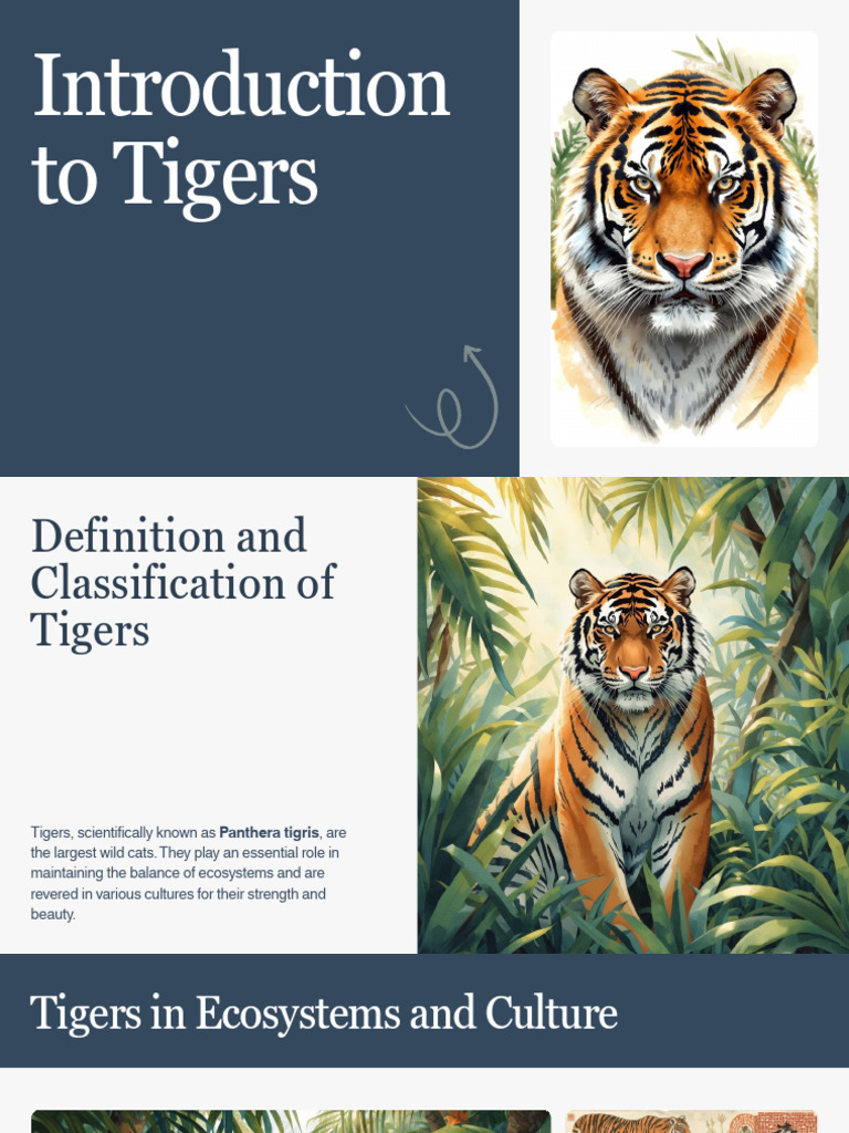 Introduction to Tigers (1) | PDF | Tiger | Predation