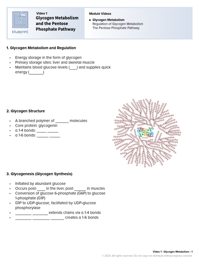 Glycogen Metabolism & Pentose Pathway | PDF | Glycogen | Metabolism