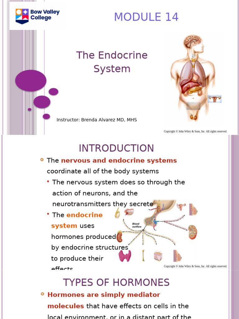 Overview of the Endocrine System | PDF | Pancreas | Thyroid Stimulating ...