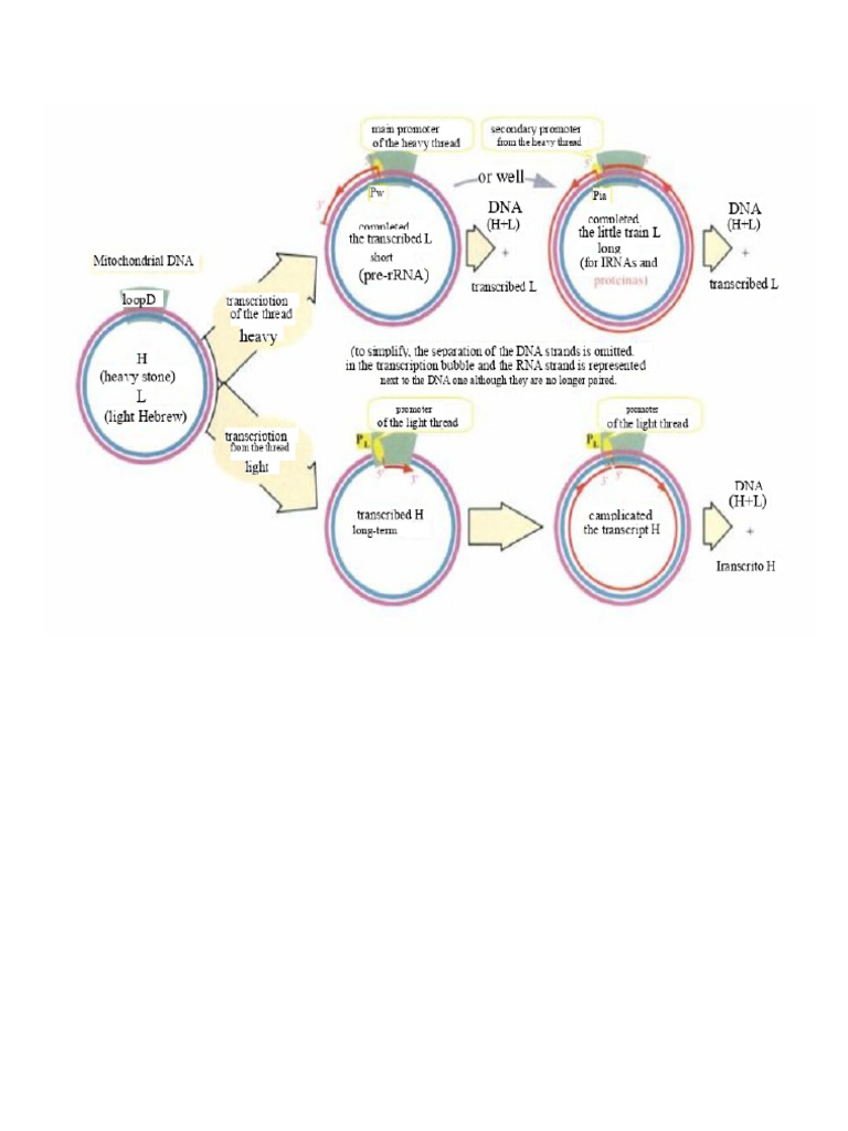 Mitochondrial Genetic Code Overview | PDF | Genetic Code | Messenger Rna