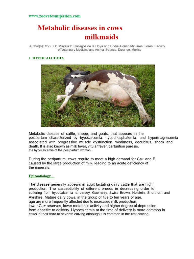 Metabolic Diseases in Dairy Cows | PDF | Ketosis | Phosphorus