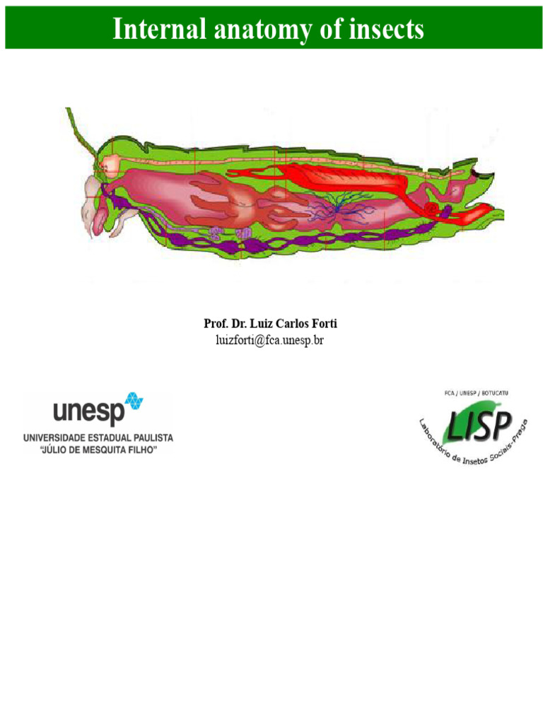 Insect Internal Anatomy Overview | PDF | Digestion | Human Digestive System