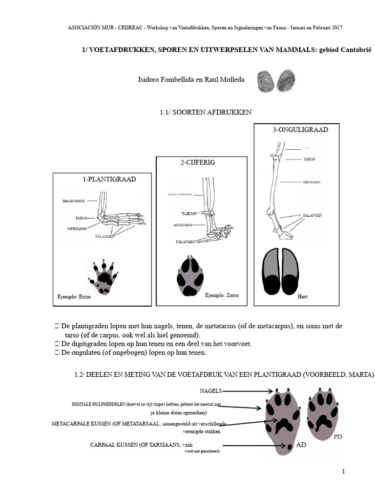 Hoefijzer krab SVG clipart. Harde Shell mariene schepsel Vector  lijntekening. Oceaan dierenprint. Zeekrab stempel. Commerciële PNG en SVG -  Etsy België, image size:768x1024