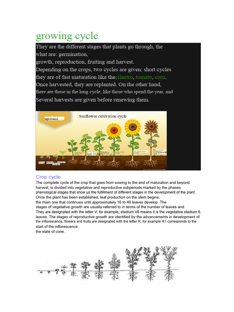 Sunflower Crop Growth and Classification | PDF | Cereals | Crops
