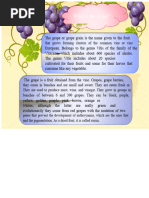 World's Largest Grape: 10.12 kg Record | PDF | Vitis | Grape