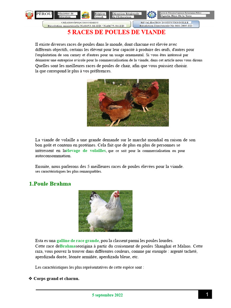 5 Meilleures Races de Poules de Viande | PDF | Poulet | Viande