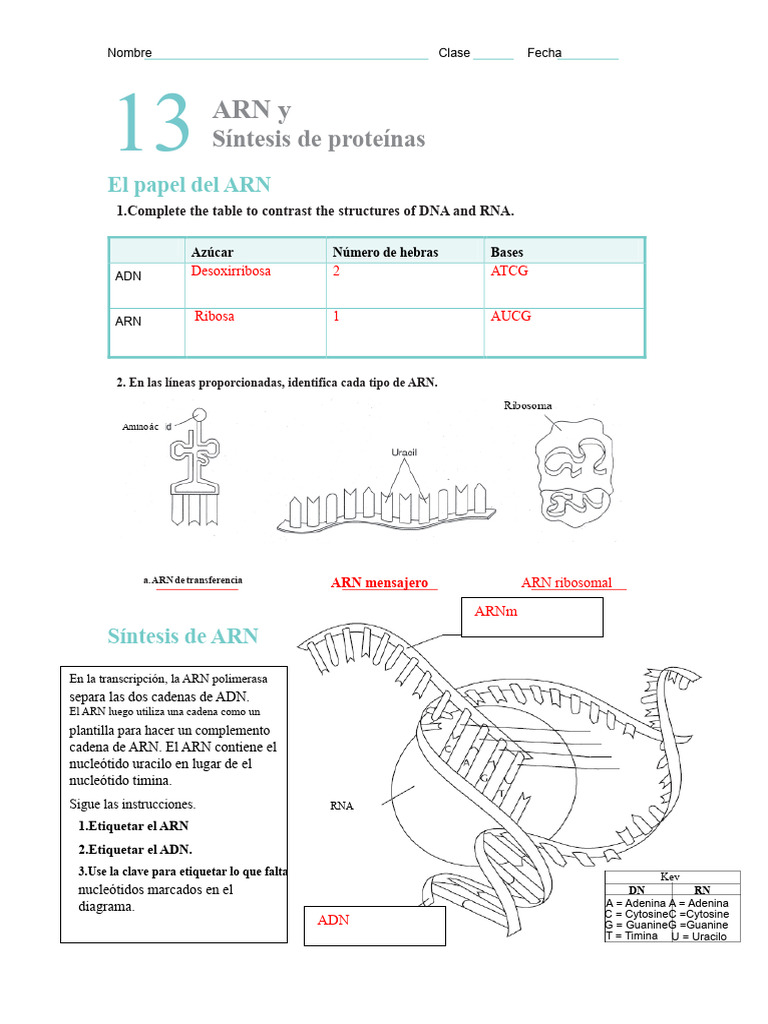 ARN y Síntesis de Proteínas: Guía Completa | PDF | Rna | Adn