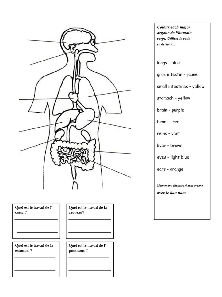 Fiche de Coloriage Des Organes | PDF