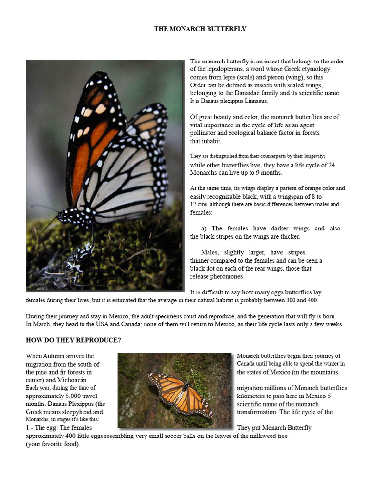 Monarch Butterfly: Migration and Life Cycle | PDF | Pupa | Butterfly