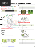 Monocot and Dicot Root Anatomy | PDF | Root | Plant Stem