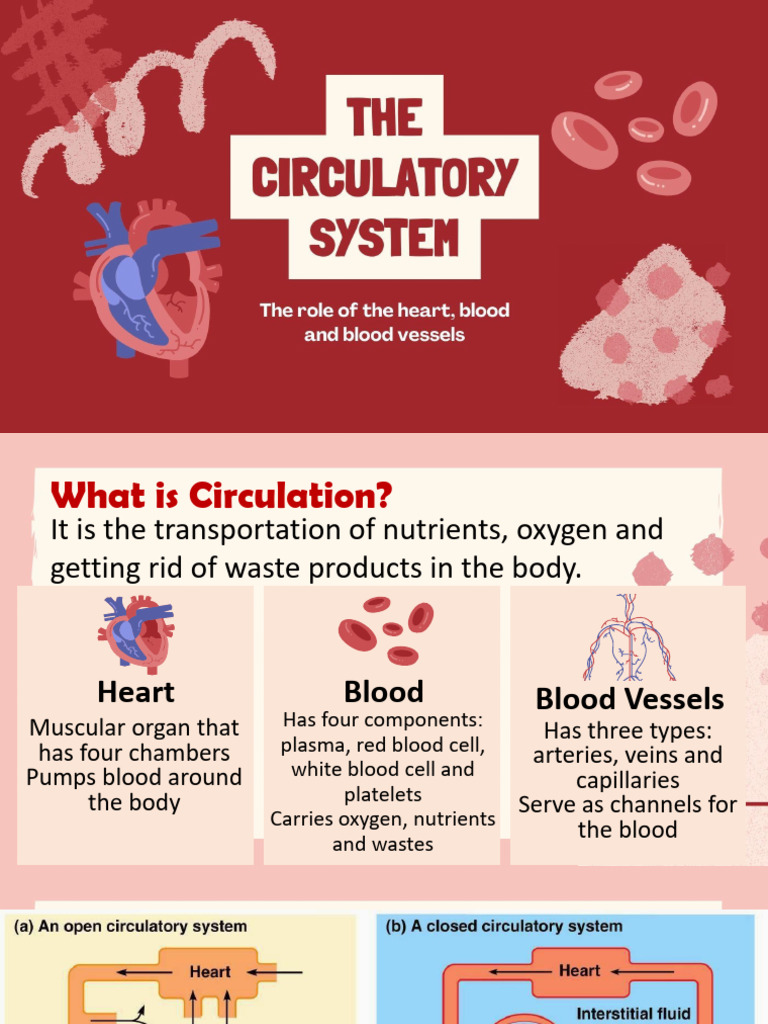 Understanding Human Circulation System | PDF | Circulatory System ...