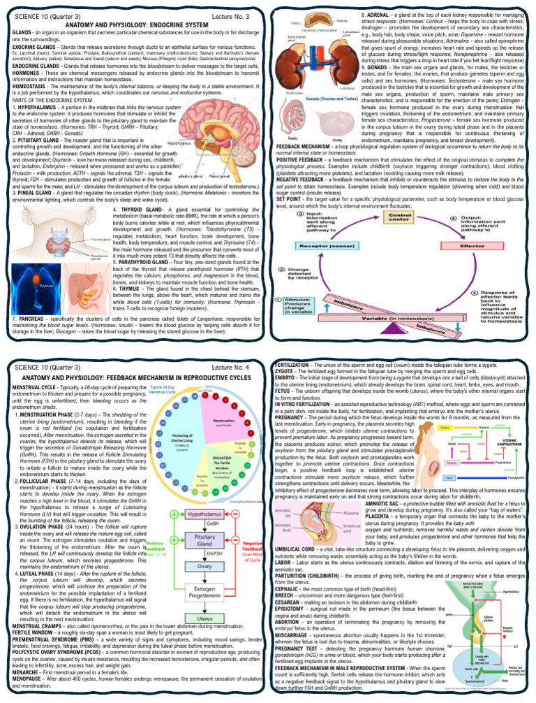 Endocrine System Anatomy Overview | PDF | Menstrual Cycle | Uterus