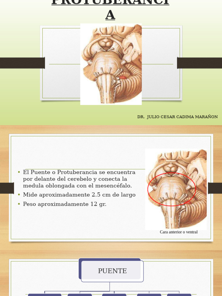 Tema Protuberancia | PDF | Tronco encefálico | Anatomía humana