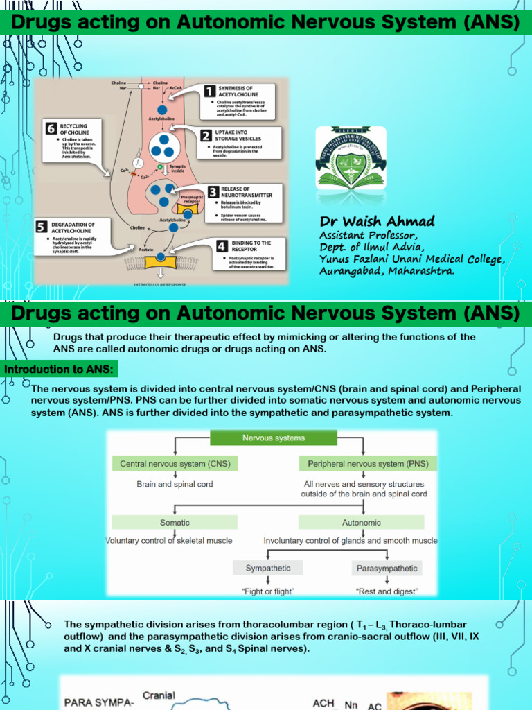 Autonomic Nervous System Drugs Overview | PDF | Acetylcholine ...