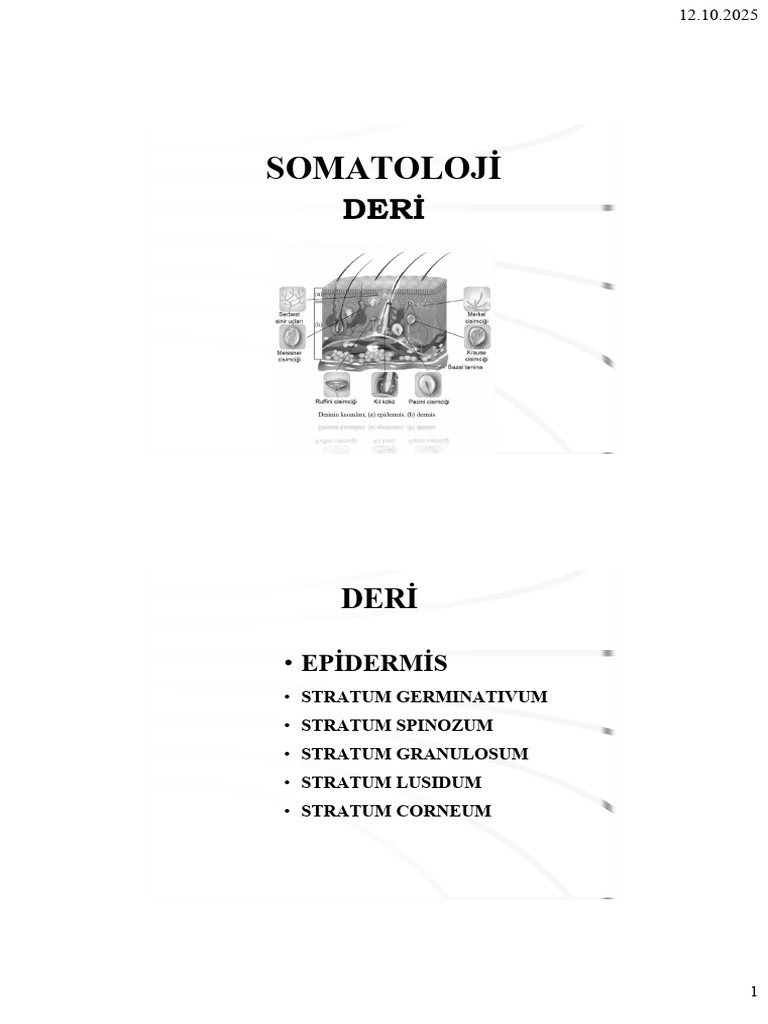 Deri Ve Ã Zellikleri | PDF