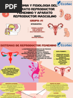 Dibujo del aparato reproductor para colorear | PDF | Sistema ...