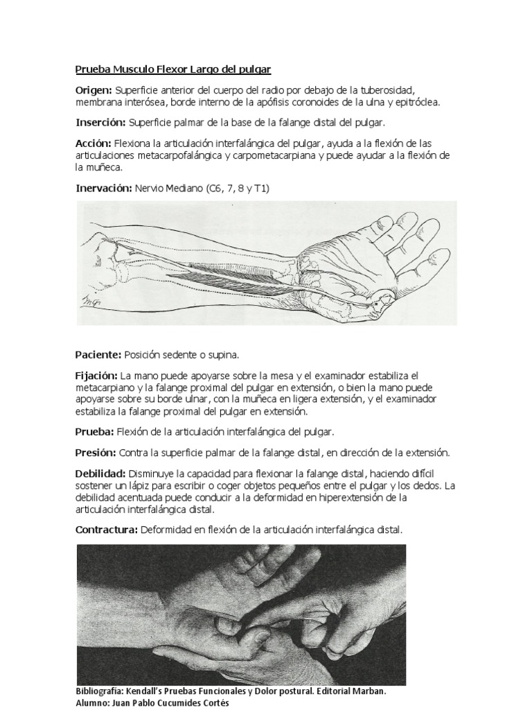 Prueba del Flexor Largo del Pulgar | PDF | Estudios de idiomas ...