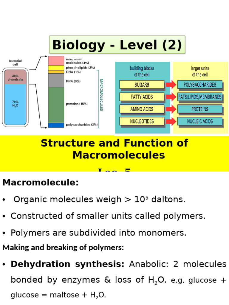 Structure and Function of Macromolecules | PDF | Glucose | Dna